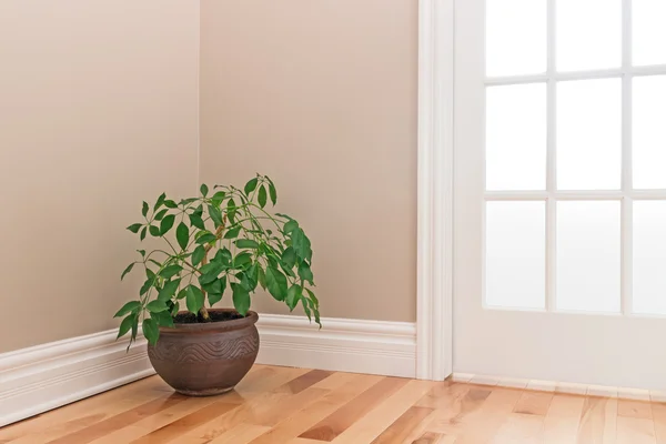 Pianta verde che decora un angolo della stanza — Foto Stock