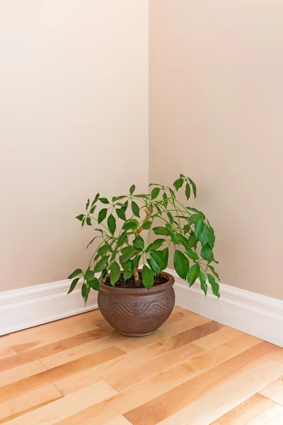 Grüne Pflanze in einer Zimmerecke — Stockfoto