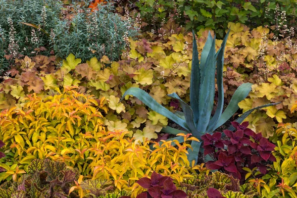 Agave growing among colorful plants — Stok fotoğraf