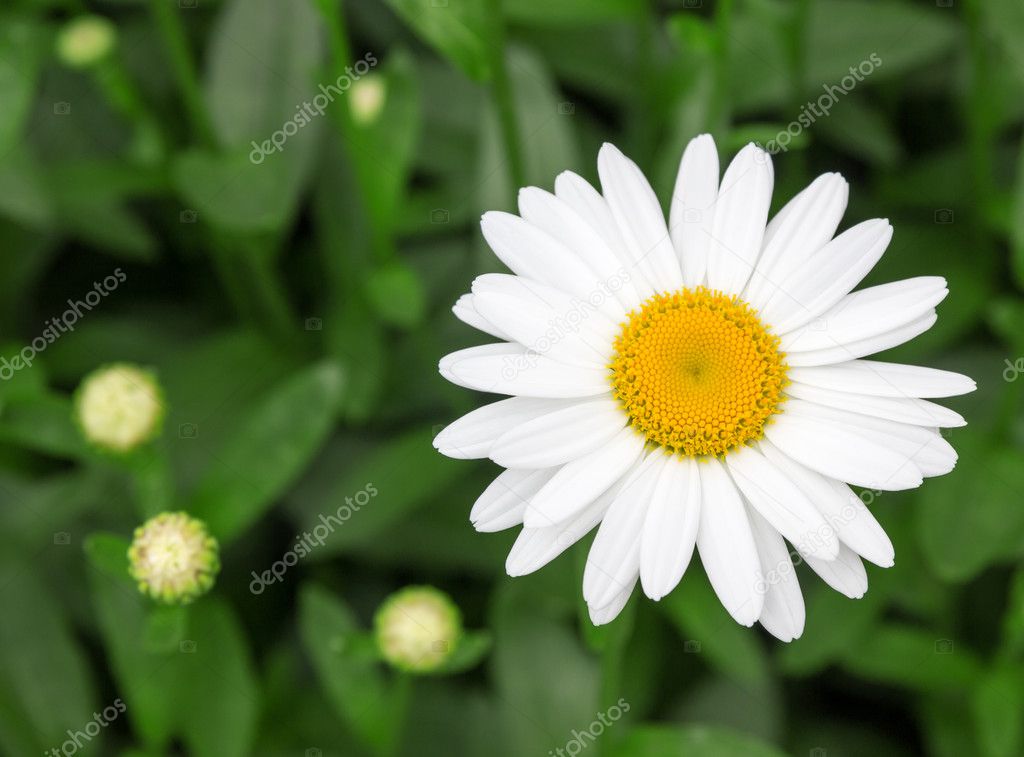 Beautiful white daisy in the garden