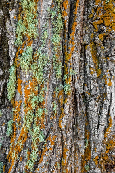 Färgglada mossa på ett träd — Stockfoto