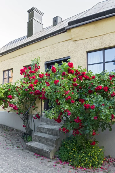 Mawar tumbuh di dekat rumah di sebuah kota Swedia Visby — Stok Foto