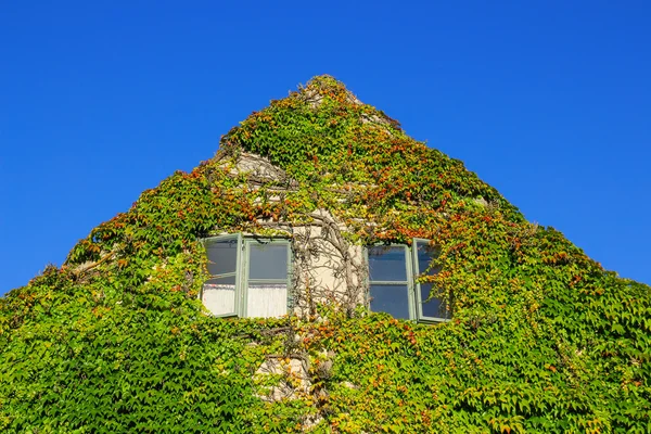 房子的外墙覆盖着长春藤 — 图库照片