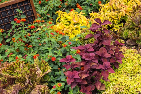 Varietà variopinta di piante in un giardino — Foto Stock