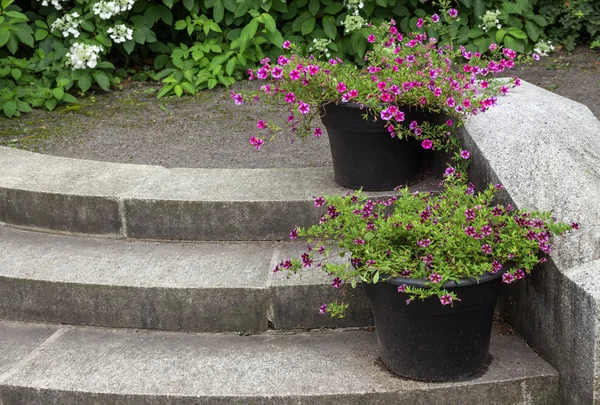 Escaliers en pierre décorés par des pots de fleurs — Photo