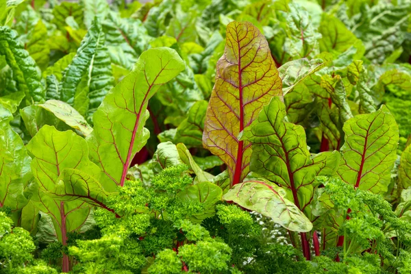 Vegetable garden with beet and parsley — Stock Photo, Image