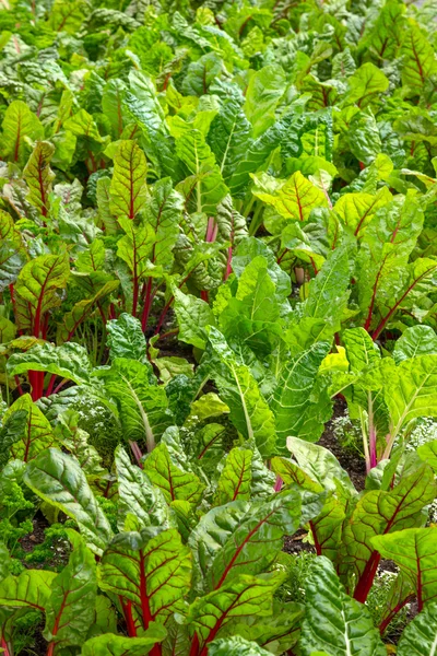 Remolacha que crece en un huerto — Foto de Stock