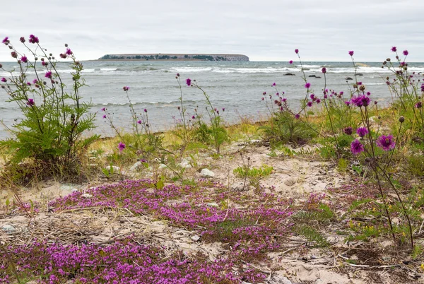 Bela natureza de Gotland, Suécia — Fotografia de Stock