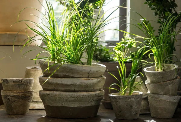 Plantas verdes em vasos de barro velhos — Fotografia de Stock