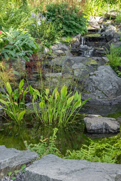 Jardin décoré avec des pierres et des plantes aquatiques — Photo