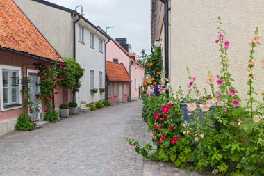 Cozy street with blooming mallows and roses clipart
