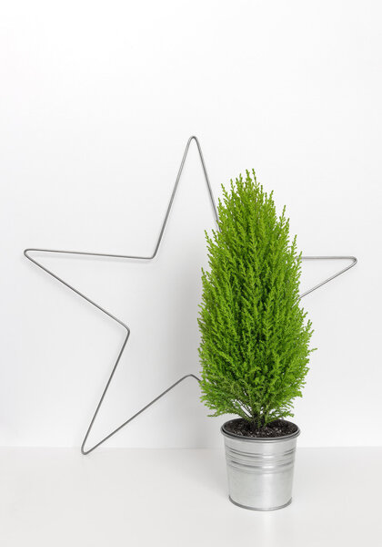 Christmas star and little green tree