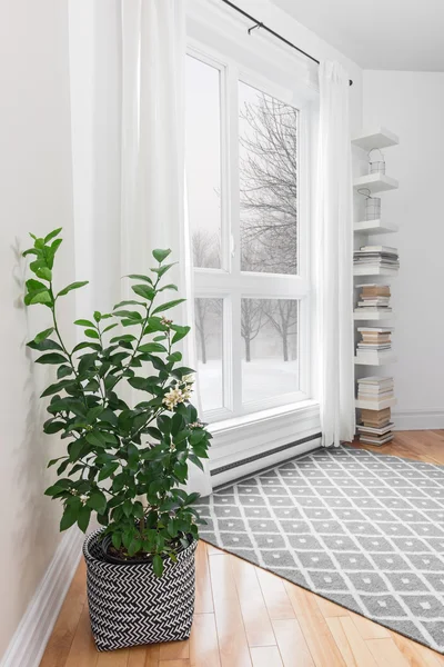 Лимонное дерево в комнате с мирным видом — стоковое фото