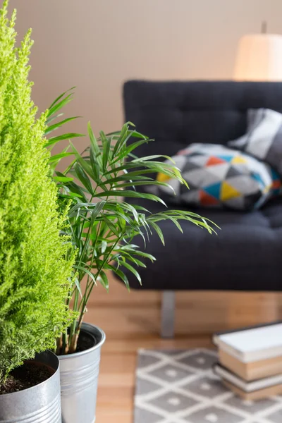 Grüne Pflanzen im Wohnzimmer — Stockfoto