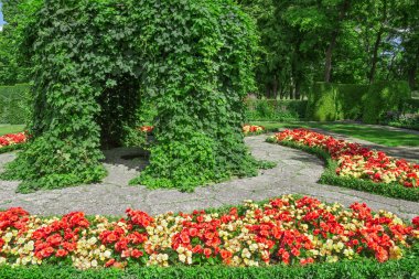 Dekoratif Bahçe çiçek açan begonias ile