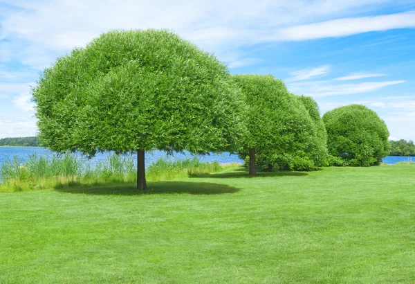 Rymliga grön gräsmatta med vackra träd — Stockfoto