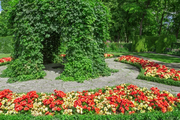 Decoratieve tuin met bloeiende begonias — Stockfoto