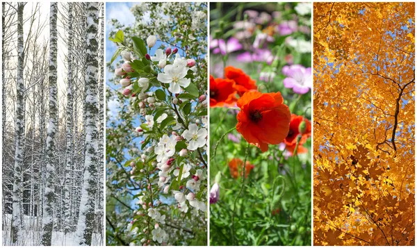 Winter, spring, summer, autumn. Four seasons. Royalty Free Stock Photos