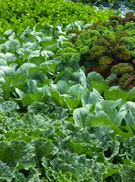 Vegetable garden in summer — Stock Photo, Image