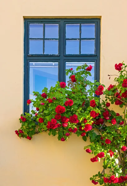 Rosas decorando una casa — Foto de Stock