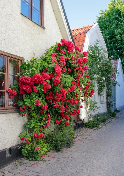 Swedish town Visby, famous for its roses — Stock Photo, Image