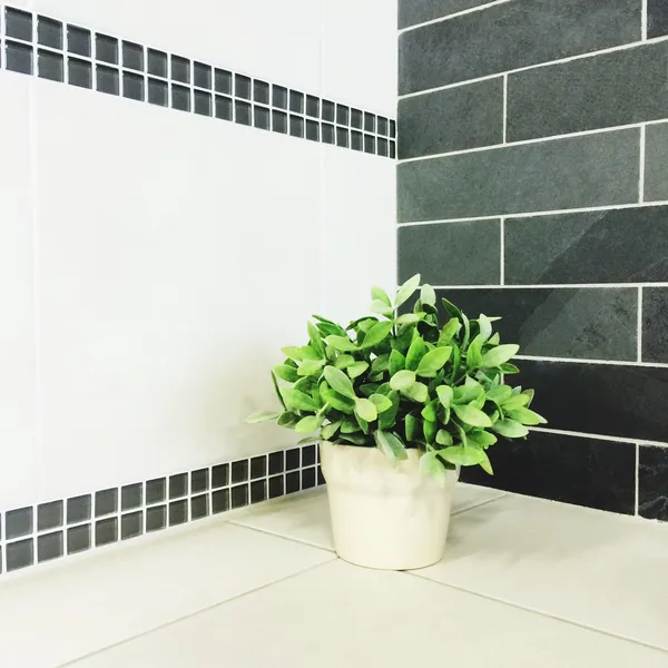 Grüne Pflanze in der Küche — Stockfoto