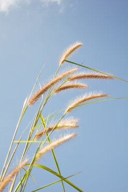 wilde bloemen met blauwe hemel