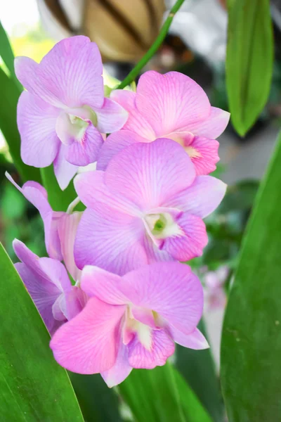 Pink orchid — Stock Photo, Image