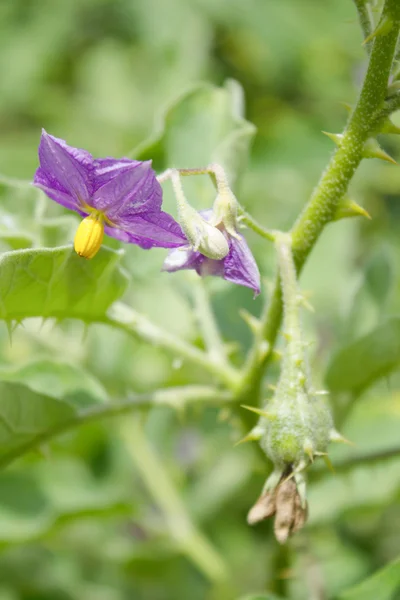 Fiori di solano — Foto Stock