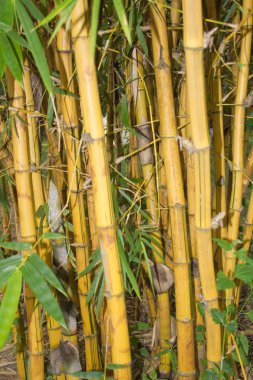Bambu ağacı