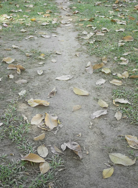 Caminando sobre el césped — Foto de Stock