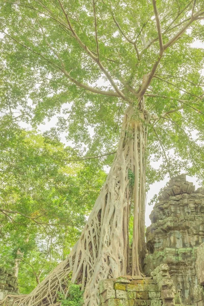 Raíces de álamo infestadas por un Bayón Angkor — Foto de Stock
