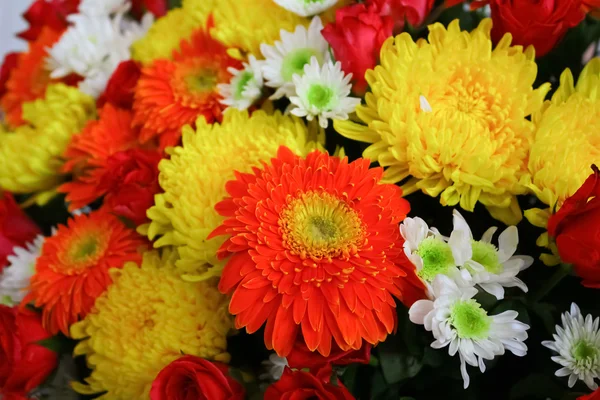 Bunte Blumen — Stockfoto