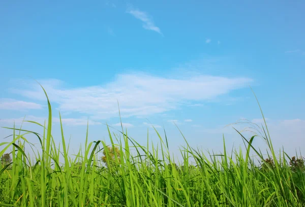 Field with blue sky — Stock Photo, Image