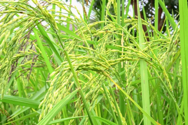 Campo di grano — Foto Stock