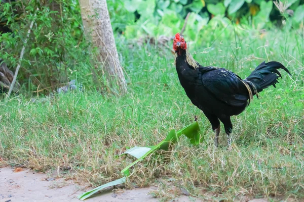 Gallo de juego — Foto de Stock