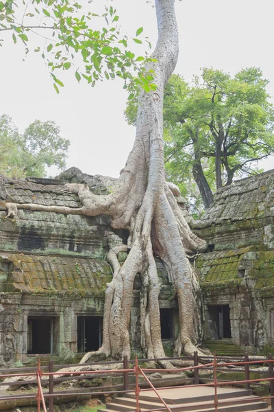 Akar poplar dipenuhi oleh Angkor Bayon — Stok Foto