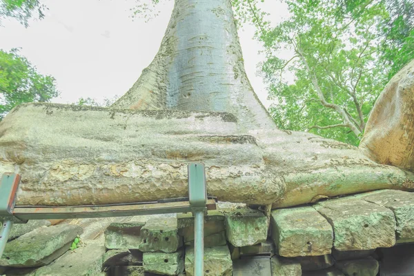 Topola korzenie porażone przez angkor bayon — Zdjęcie stockowe