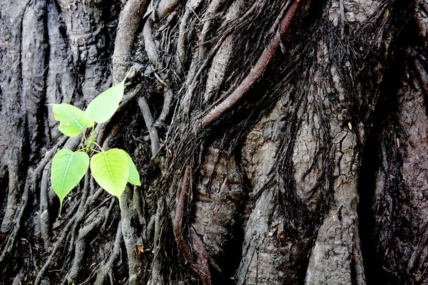 Bodhi träd — Stockfoto