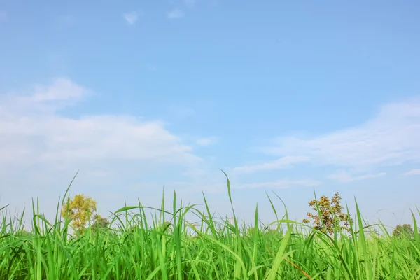 Field with blue sky — Stock Photo, Image