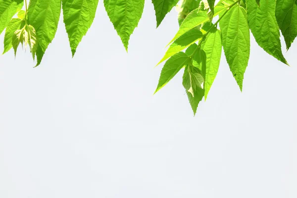 Leaves with white background — Stock Photo, Image
