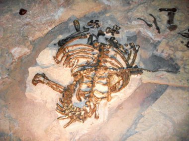 dinozor fosili