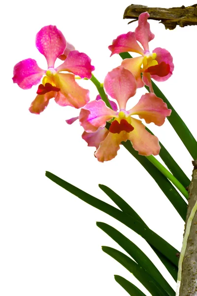 Vanda orchidej druhy — Stock fotografie