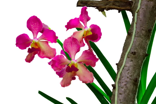 Especies de orquídeas Vanda — Foto de Stock