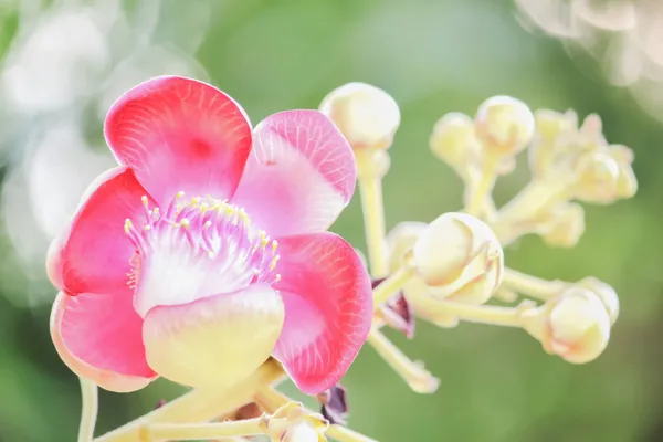 Salana flowering — Stock Photo, Image
