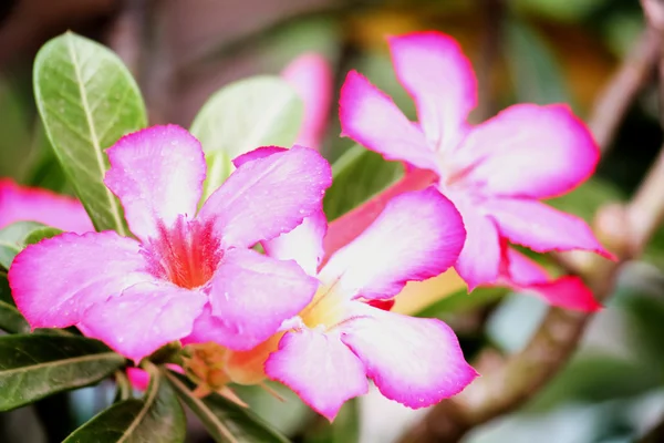 A azálea — Fotografia de Stock