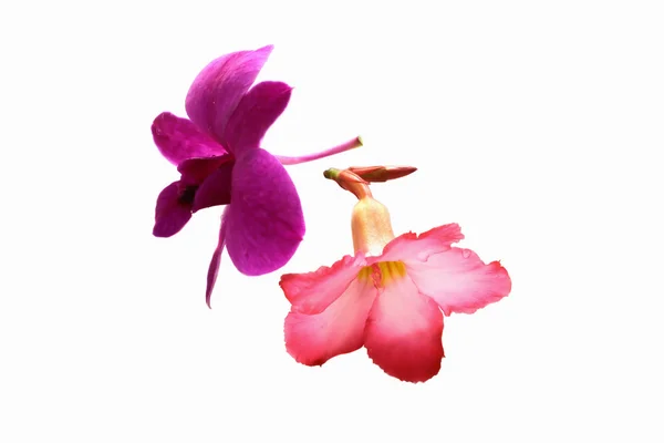 Orquídeas y coloridas flores de azalea — Foto de Stock