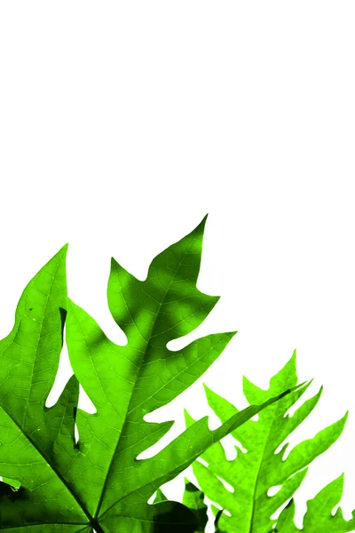 Leaves of papaya on white background — Stock Photo, Image