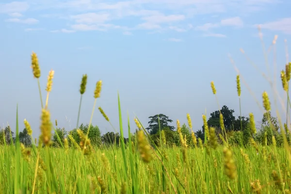 Feld mit blauem Himmel — Stockfoto