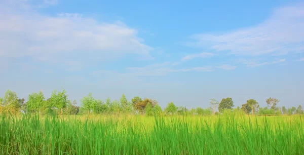 Field with blue sky — Stock Photo, Image